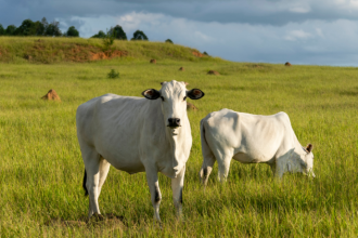 Como mostra João Eustáquio De Almeida Junior, pastagens mais eficientes dependem de manejo correto para elevar produtividade e sustentabilidade.