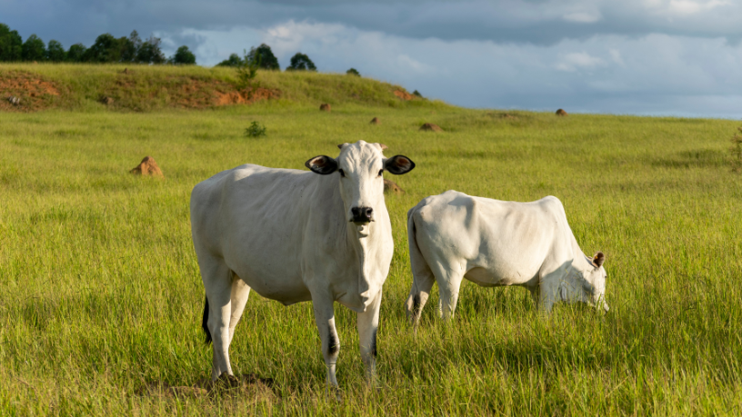 Como mostra João Eustáquio De Almeida Junior, pastagens mais eficientes dependem de manejo correto para elevar produtividade e sustentabilidade.
